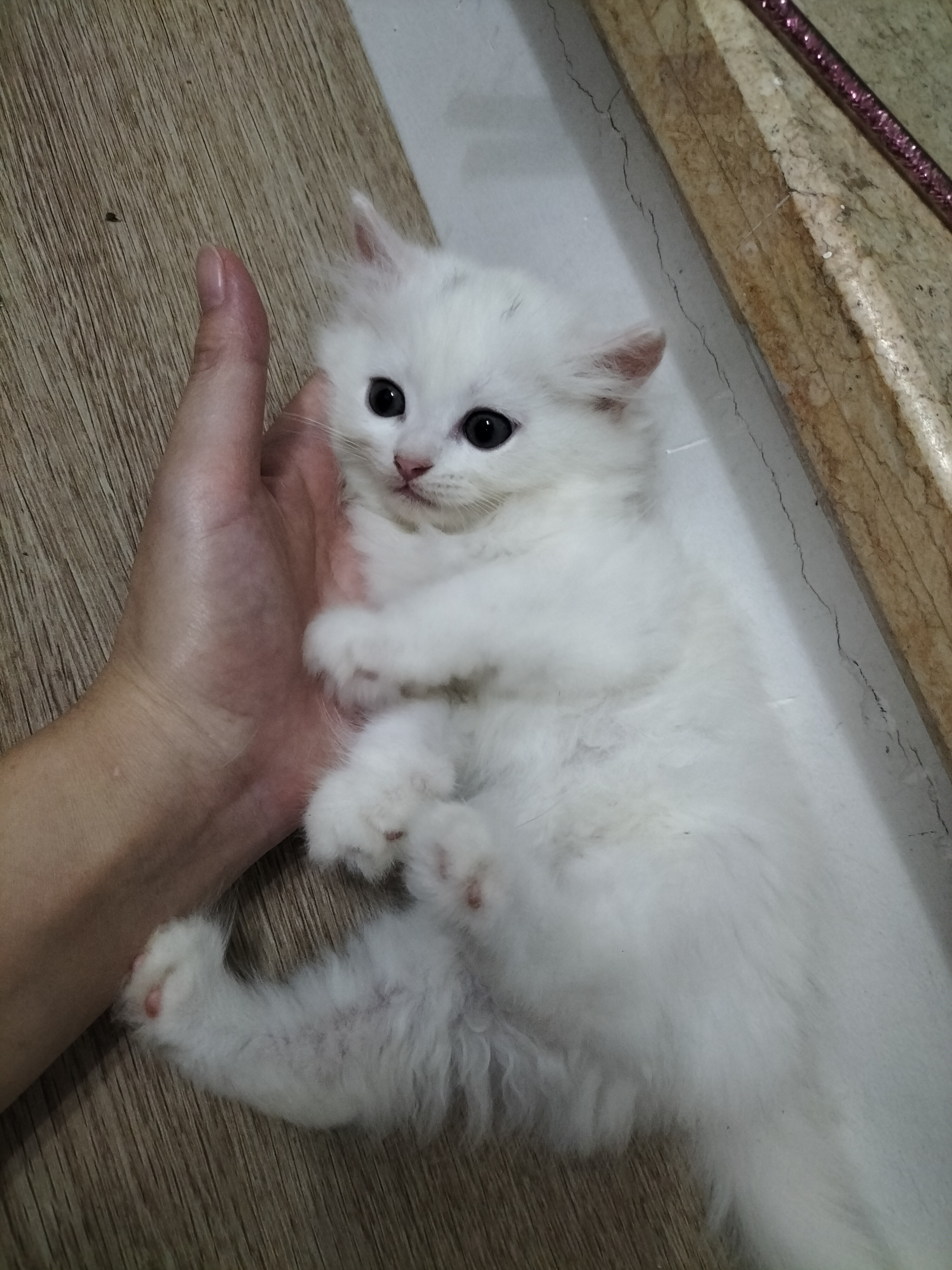 长毛白猫